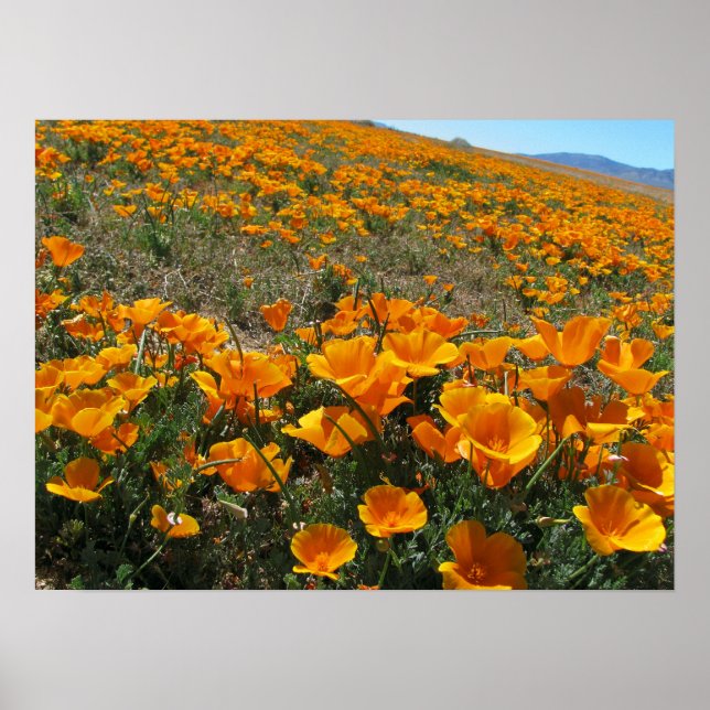Poppies in Perspective Poster (Front)