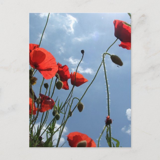 Poppies in Sun - postcard (Front)