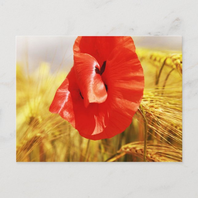 Poppies in the cornfield postcard (Front)