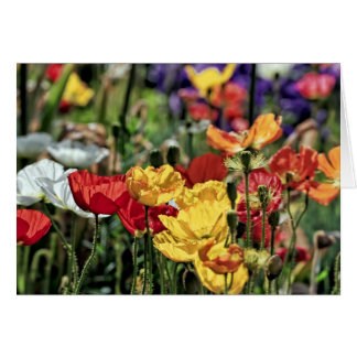 Poppies in the Sun Cards