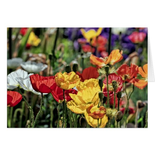 Poppies in the Sun Cards (Front Horizontal)