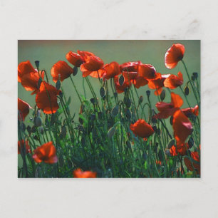 Poppies No. 3 Postcard