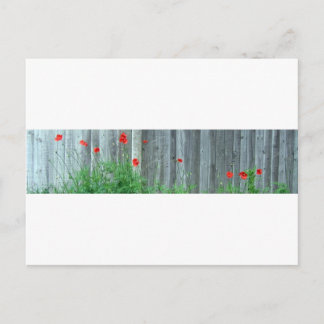 Poppies on a wall postcard