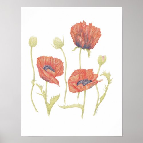 Poppies Papaveraceae Poster