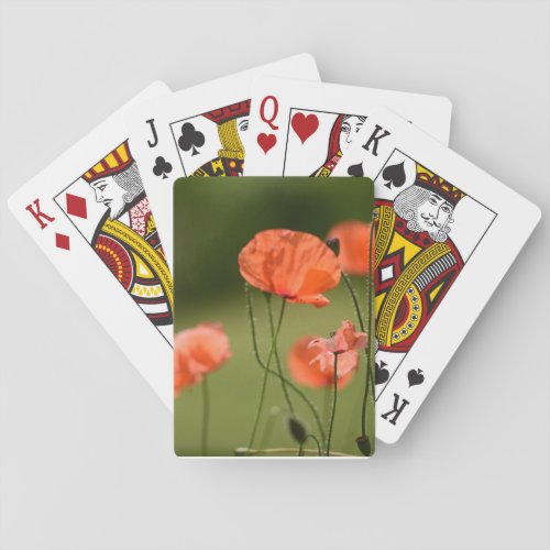 Poppies Poker Cards