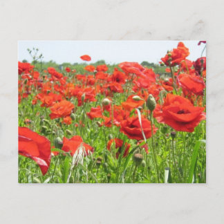 Poppies Postcard