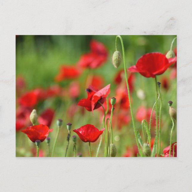 Poppies Postcard (Front)