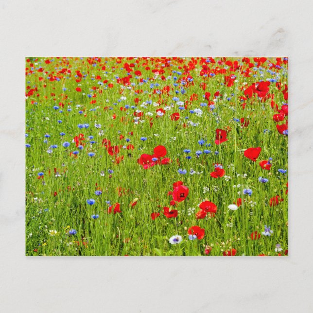 Poppies Postcard (Front)