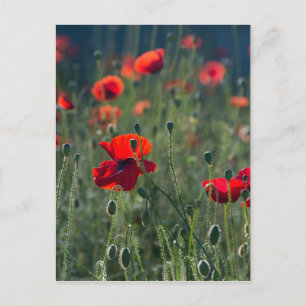 Poppies Postcard