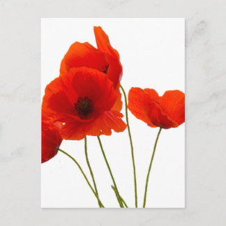 poppies postcard