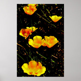 Poppies Poster