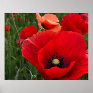 Poppies Print