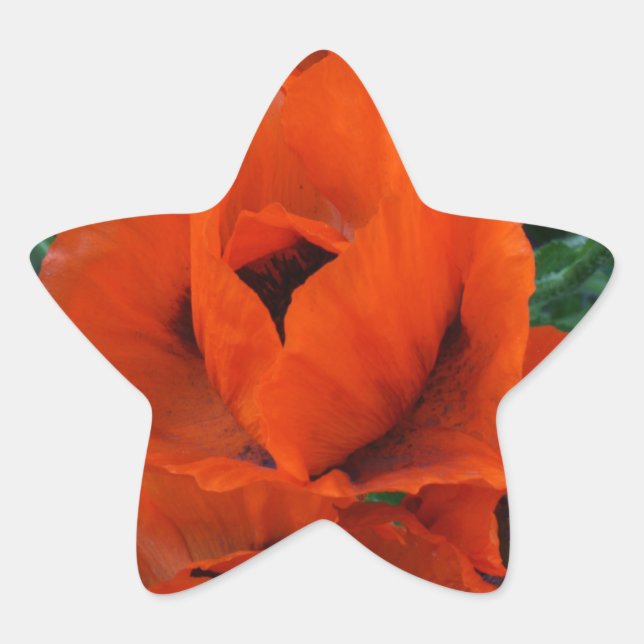Poppies Star Sticker (Front)