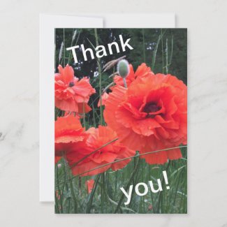 Poppies Thank You Card
