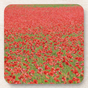 Poppies - thousands! beverage coaster