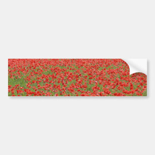 Poppies - thousands! bumper sticker