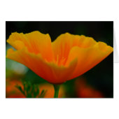 Poppin Poppies! (Front Horizontal)