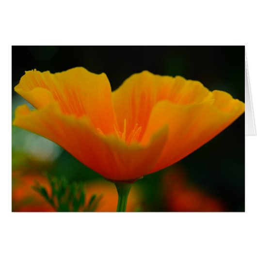 Poppin Poppies! Cards (Front Horizontal)