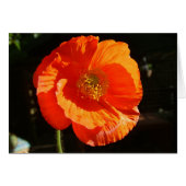 poppy (Front Horizontal)