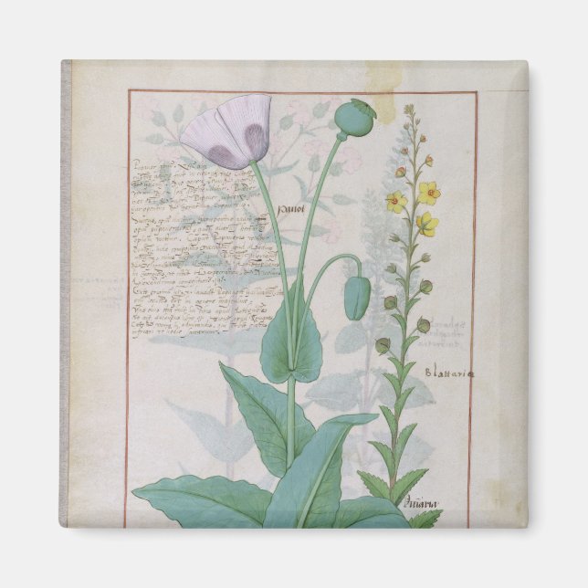 Poppy and Figwort Magnet (Front)