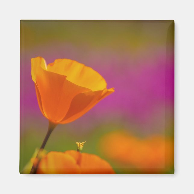 poppy and pink magnet (Front)