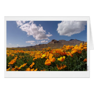 Poppy Bloom - El Paso, Texas Cards