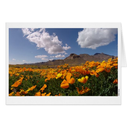 Poppy Bloom - El Paso, Texas Cards (Front Horizontal)
