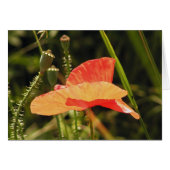 Poppy Card (Front Horizontal)