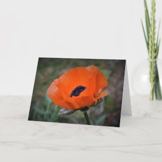 Poppy, card