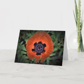 Poppy, card