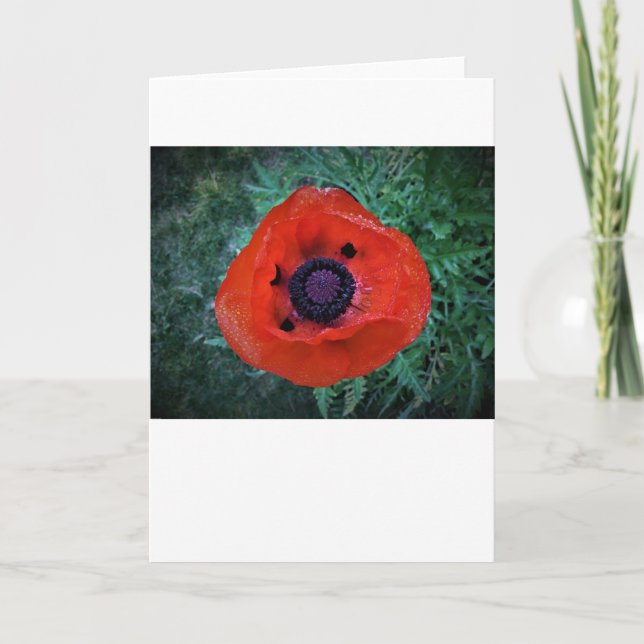 Poppy, card (Front)