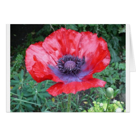 Poppy Cards (Front Horizontal)