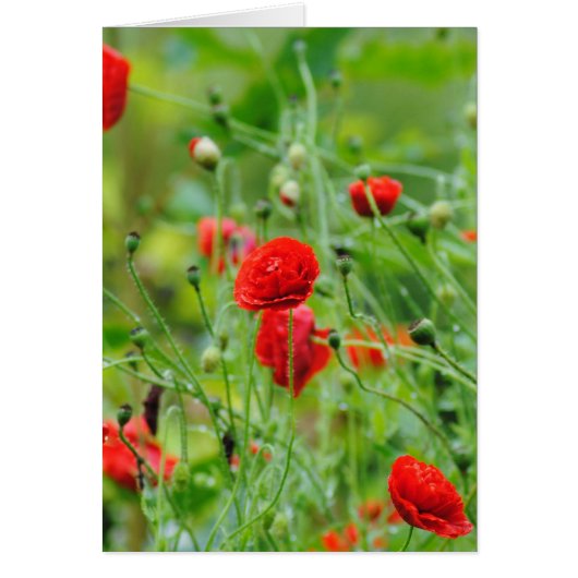 poppy cards (Front)