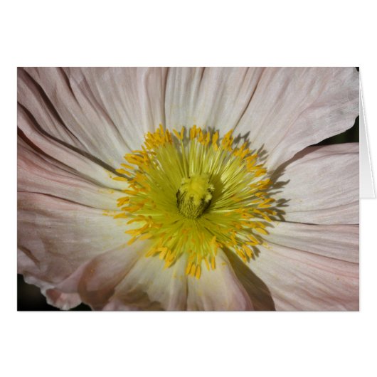 Poppy Cards (Front Horizontal)