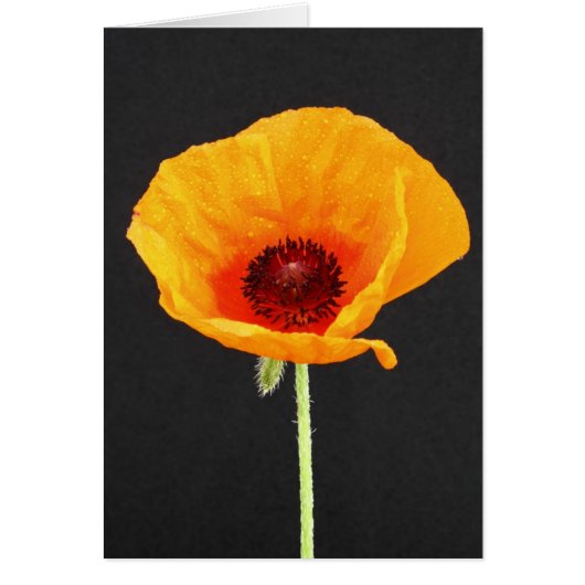 Poppy Cards (Front)