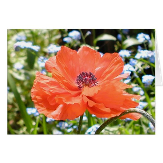 Poppy Cards (Front Horizontal)