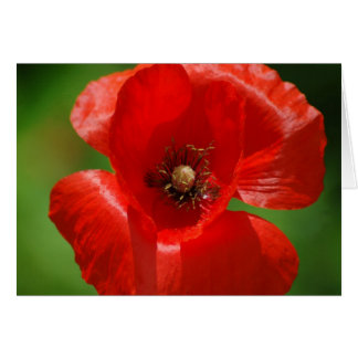 Poppy Cards