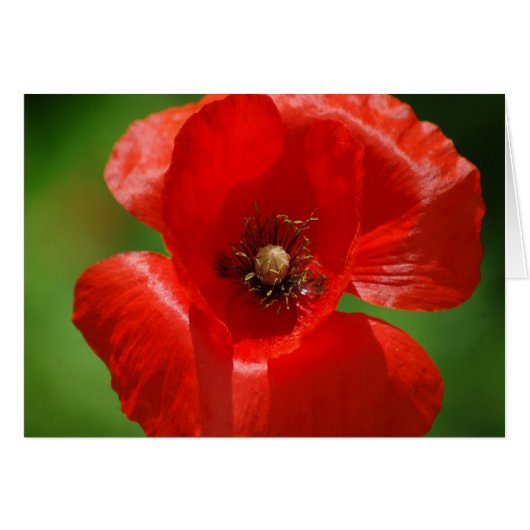 Poppy Cards (Front Horizontal)