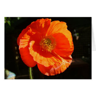 poppy cards