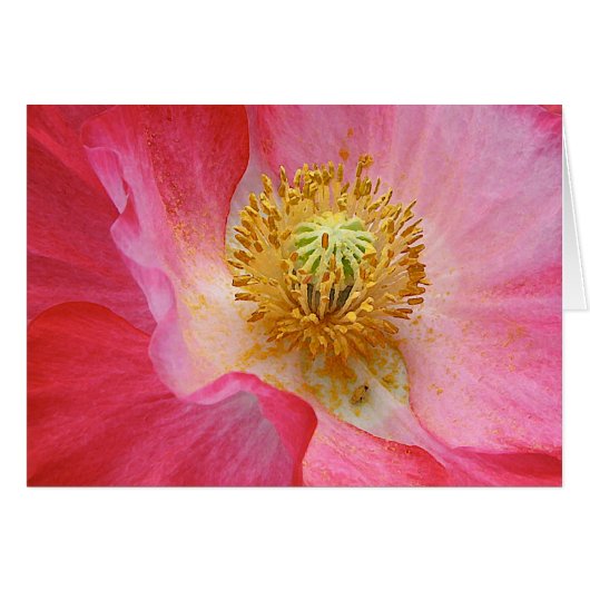 Poppy Cards (Front Horizontal)