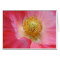 Poppy
