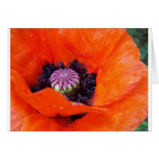 Poppy Cards