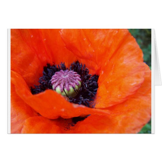 Poppy Cards (Front Horizontal)