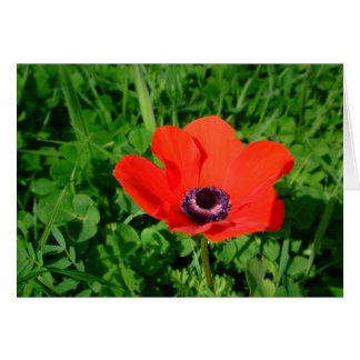 Poppy Cards