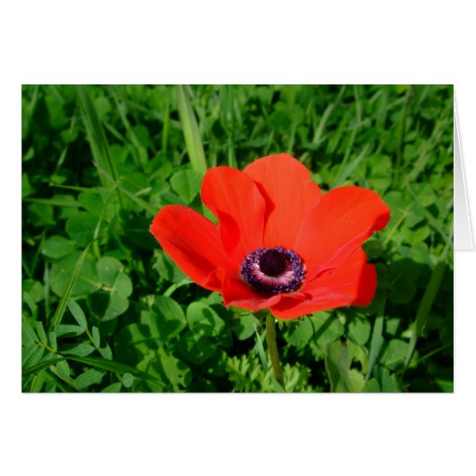 Poppy Cards (Front Horizontal)