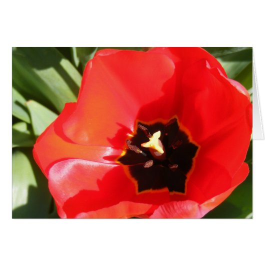 Poppy Cards (Front Horizontal)