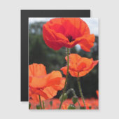 Poppy Field, beautiful blooms, (Front/Back)