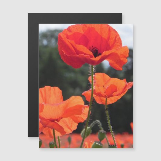 Poppy Field, beautiful blooms, (Front/Back)