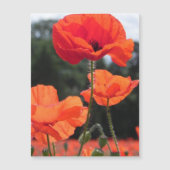 Poppy Field, beautiful blooms, (Front)