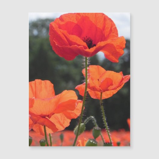 Poppy Field, beautiful blooms, (Front)